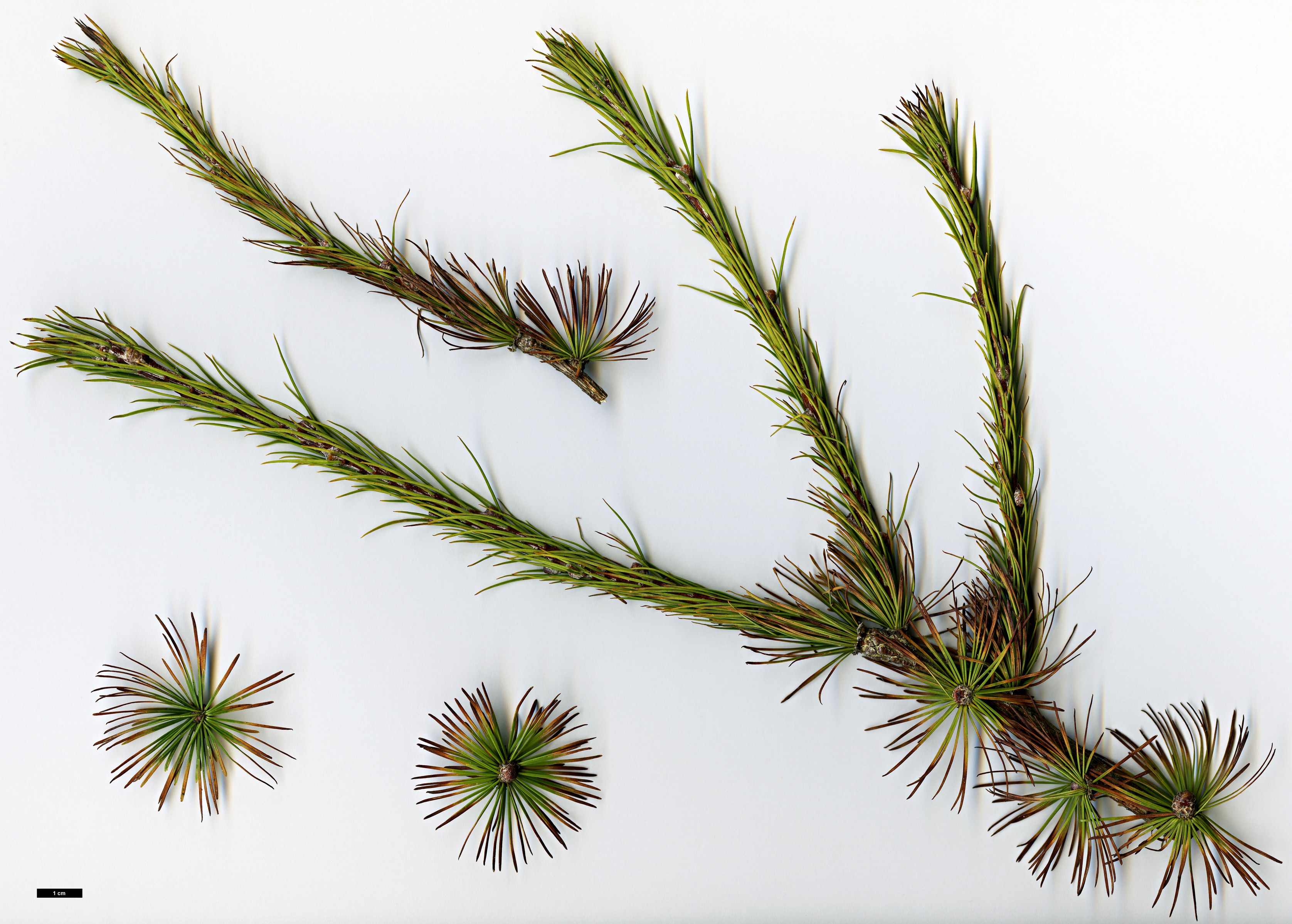 High resolution image: Family: Pinaceae - Genus: Larix - Taxon: kongboensis